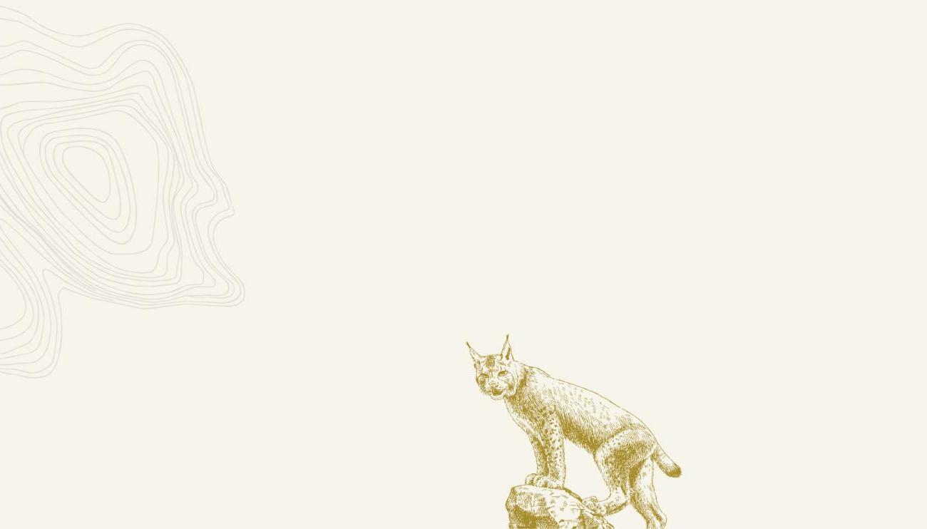 illustration of a bobcat and grey topography lines on an off-white background
