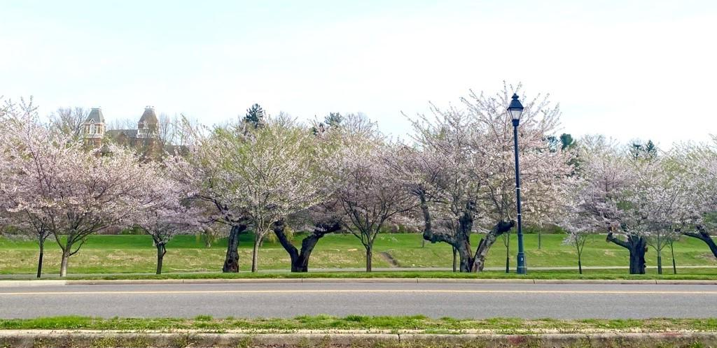 cherry trees along road